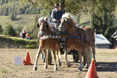 Das Hindernisfahren der Gespanne ist am Samstag, 14 Uhr, ein Höhepunkt der Herbstwanderung Durchs Zwotaer Land und des Kutschenkorsos.