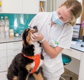 Tierärztin Sarah Krause mit Berner Sennenhündin Alva in der Tierklinik Marienberg, die die Petition unterstützt. 