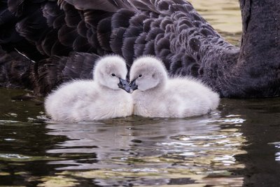 Nachwuchs im Tiergarten Thum.