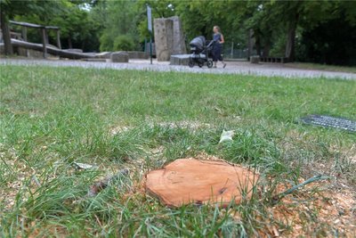 Nur ein Stumpf blieb vom Ahornbaum übrig, den Eheleute aus Freiberg im Albertpark gepflanzt hatten.