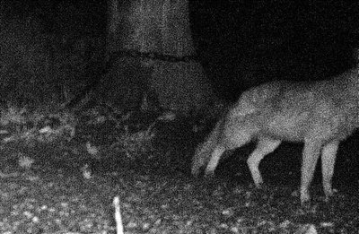 Fotofallen sollen den Wolf nachweisen