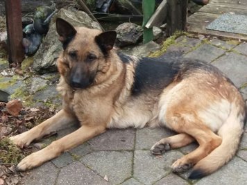 Der Besitzer dieser wahrscheinlich ausgesetzten, fünf Jahre alten Schäferhündin wird gesucht.