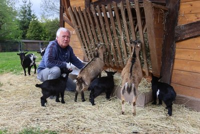 Peter Nickisch vom Tiergehege Zwickau beim Füttern der Ziegen.