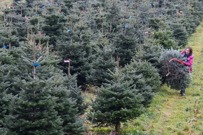 Die meisten Städte und Gemeinden holen ihre Weihnachtsbäume von Privatgrundstücken. Die Eigentümer sparen die Kosten für das Baumfällen und die Städte sparen den Kaufpreis – eine Win-Win-Situation.