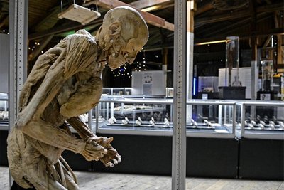 Die Ausstellung „Echte Körper“ kommt mit präparierten Leichen nach Schneeberg.