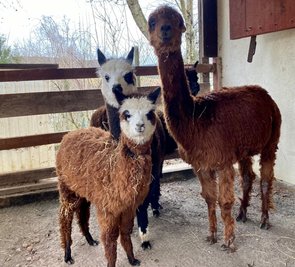 Inzwischen ist Mascha - im Bild im Vordergrund - wieder zurück im Auer Zoo. Mit ihr im Stall sind Stute Lima (r.) und Hengst Socke.