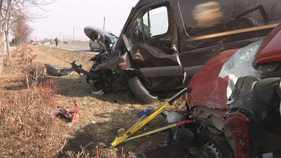 Der braune Springer stieß frontal mit dem Fiat zusammen.