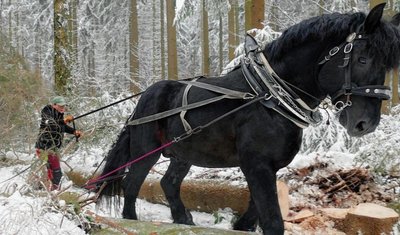 Die Kraft des Pferdes und die Geschicklichkeit von Holzrückerin Ines Bruchhold sind gefragt, wenn das Duo Baumstämme aus dem Wald hin zu den Wegen bringt, von wo aus sie leicht abzutransportieren sind. 