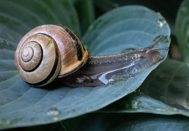 Eine Schnecke kriecht in einem Garten inFrankfurt über das nasse Blatt einer gerade gewässerten Pflanze. 