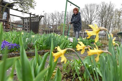 In der Gartenanlage „Waldfrieden“ an der Brückenstraße Freiberg bewirtschaftet Heidrun Berthold seit 1990 einen Garten, in dem es schon grünt und blüht.