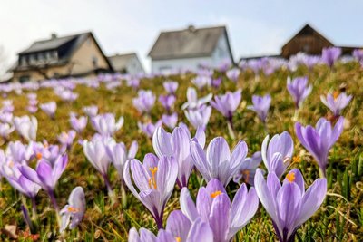 Einmalige Farbenpracht im Erzgebirge: Die Krokuswiesen in Drebach stehen in voller Blüte.