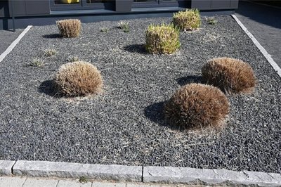 Ein paar Pflanzen und ganz viel Kies: Schottergärten