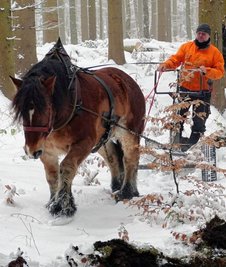 Mit Pferd und Pflug legt Lukas Meinhold den Boden frei.