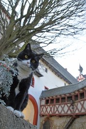 Schloss Rochsburg war Arthurs Revier. Im März starb der Kater.