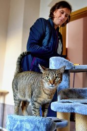 Katze Leyla beim Tierschutzverein Frankenberg. Foto: Falk Bernhardt, Tel. 0172/3599351, Abdruck ist honorarpflichtig, ©