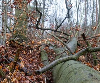 Ein umgestürzter Baum liegt auf dem Waldboden. 
