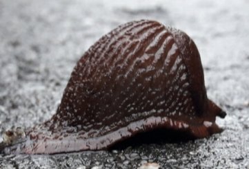 Auf der Wiltzschmühle Eibenstock, auf dem Radweg Bayreuth-Dresden, war am Neujahrstag diese Schnecke unterwegs.
