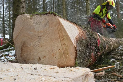 Im Einsiedler Wald werden Bäume gefällt.