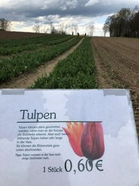 Schilder an den Tulpenfeldern weisen darauf hin, dass die Blumen gezahlt werden müssen.