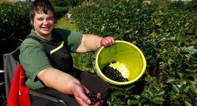 Judith Naumann pflückt Aroniabeere per Hand, was durchaus Spuren hinterlässt. 
