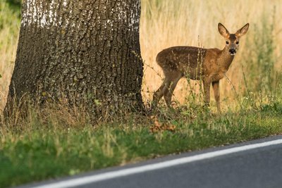 Das Reh überlebte den Unfall nicht.