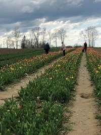 Das Tulpenfeld zum Selbstpflücken ist auch dann besucht, wenn das Wetter nach Regen aussieht.