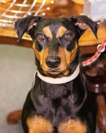 Der mutige Fezo, ein Deutscher Pinscher. 