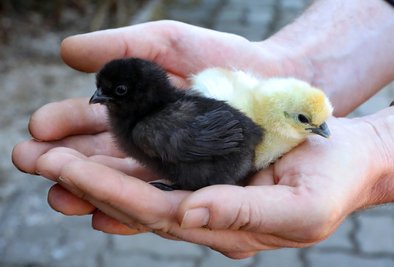 Die Seidenhuhn-Küken leben momentan im Affenhaus.