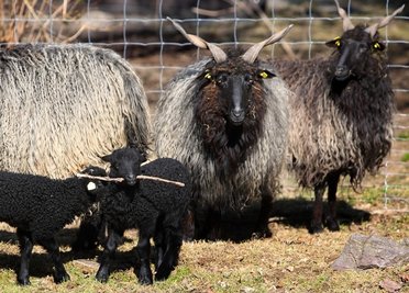 Zackelschafe im Natur- und Wildpark Waschleithe