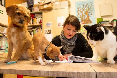 Bei der Büroarbeit im Plauener Tierheim hat Franziska Behrens gleich drei Aufpasser. Auch in dem vogtländischen Heim sind Sorgen zuhause: Die Katzenquartiere platzen bald aus allen Nähten, rund 200 werden derzeit betreut. Dazu kommen 30 Hunde und 20 Kleintiere.
