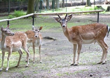 Die Stadt Crimmitschau will sich künftig wieder selbst um das Tiergehege im Sahnpark kümmern.