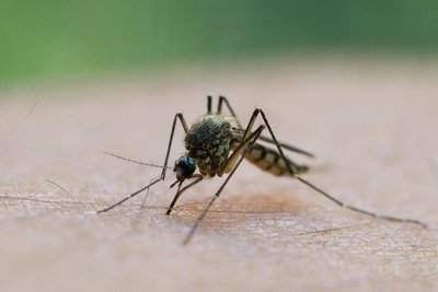 Das West-Nil-Virus wird von Mücken übertragen. Auch Menschen können infiziert werden.