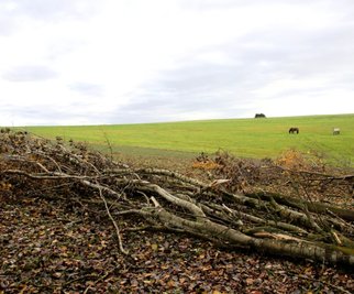 An einem Waldrand in der Nähe von Lengenfeld hat der Sturm gleich mehrere Bäume auf ein Weizenfeld der Marienhöher Milchproduktion geworfen. 