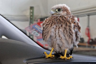 Ein Falke (im Symbolbild ein Jungvogel) hat die Feuerwehr in Meerane auf Trab gehalten.