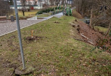 Von zwei der 2020 gepflanzten Nelkenkirschen-Bäumen am Zugang zur Parkbrücke sind nur noch Stümpfe übrig. 