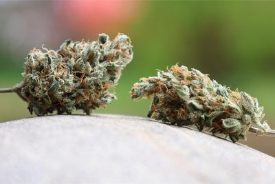 Getrocknete Cannabis-Blüten.