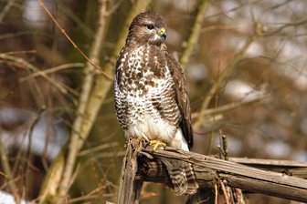 A 72 bei Zwickau-Ost: Mäusebussard wird gerettet - Ein Mäusebussard (Vergleichsfoto) ist an der Autobahn gerettet worden.