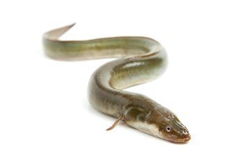 Aale im Vogtland vor dem Aussterben? Warum es den Fisch des Jahres in der Region so selten gibt - Der Aal ist der Fisch des Jahres - im Vogtland ist er nur noch selten anzutreffen.