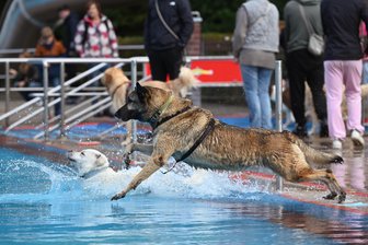 Ab in die Fluten: Hundeschwimmen in Penig - Nach dem Ende der offiziellen Badesaison dürfen sich Hunde im Freibad Penig tummeln.