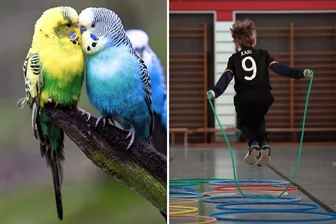 Ab ins Wochenende: Chemnitz spielt, zwitschert und sportelt - Vogelschau, Spielemobile- und Sportsonntagfest: Der graue Herbst muss keine schlechte Laune machen.