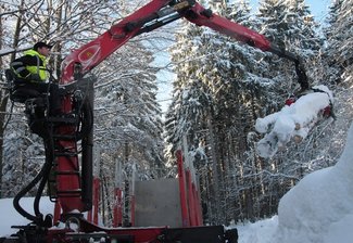 Kran im Wald