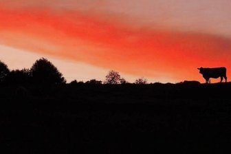 Abendliche Stimmung auf der Weide - 