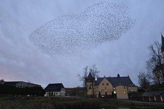 Abendliches Naturschauspiel in Neuhausen im Erzgebirge – mit Video - Die Stare treffen sich derzeit jeden Abend in Neuhausen im Erzgebirge.