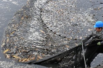 Abfischen der Silberkarpfen in der Talsperre Pöhl soll Massensterben vorbeugen - Wie auf diesem Symbolbild zu sehen, werden die Silberkarpfen von Binnenfischern mit Netzen aus der Talsperre Pöhl geholt. Foto: Matthias Hiekel dpa/lsn