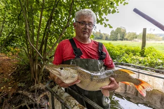 Abfischen in Oberlauterbach: Hechte beeindrucken mit Größe und Gewicht - Fischer Thomas Jahn mit einem Hecht.