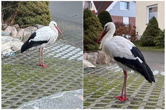 Abflug in den Süden verpasst? Wie ein Storch durchs Wohngebiet am Rande von Zwickau spaziert - Schnappschüsse von Anwohnern: Der Schneppendorer Storch ist zur lokalen Berühmtheit im Wohngebiet „Am Schnepfenberg“ geworden.