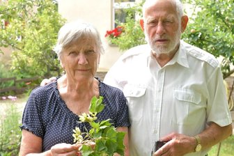 Abgeholzter Spendenbaum in Freiberg: Ehepaar ist schockiert und traurig - Dr. Reiner und Barbara Hoffmann aus Freiberg hatten anlässlich ihrer Goldenen Hochzeit einen Ahornbaum im Albertpark gepflanzt. Nur die beiden Zweige blieben von dem Spendenbaum übrig.