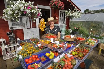 Abschied vom Tomatenjahr - und von unserer Tomatenqueen - Tomaten, so weit das Auge reicht, gibt es derzeit im Garten von Swetlana Hüttner Nun geht es darum, die reiche Ernte auch gut zu verarbeiten.