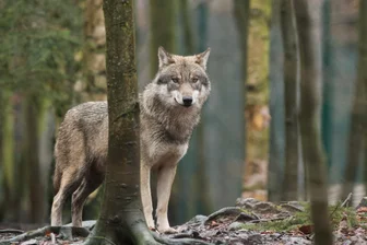 Abschuss nach Wolfsrissen soll erleichtert werden - 
