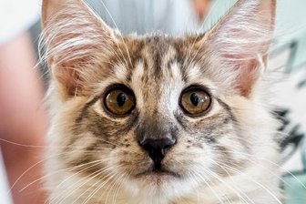 Abzocke mit Katzenbabys: Amtsgericht verurteilt Frau - Norwegische Waldkatzen gelten als verschmust und verspielt. Eine Betrügerin aus dem Erzgebirge wollte mit den Samtpfoten Geld machen.